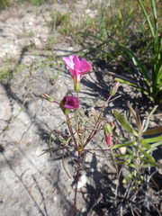 Oxalis pendulifolia