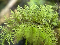 Thuidium urceolatum