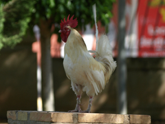 Gallus gallus domesticus