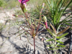 Oxalis pendulifolia
