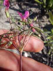Oxalis pendulifolia