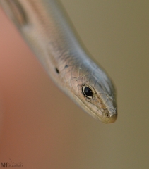 Chalcides mertensi