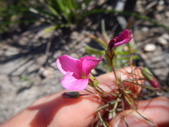 Oxalis pendulifolia