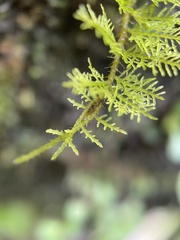 Thuidium urceolatum