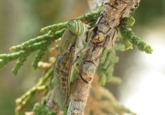 Tabanus promesogaeus