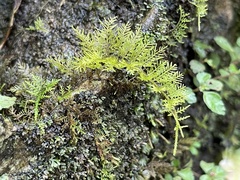 Thuidium urceolatum