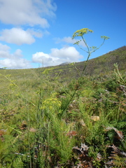 Notobubon ferulaceum