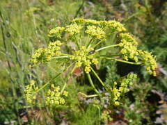 Notobubon ferulaceum