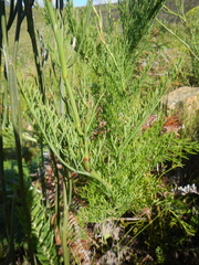 Notobubon ferulaceum