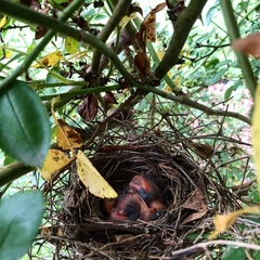 Cardinalis
