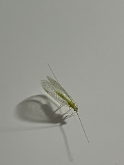 Chrysoperla