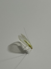 Chrysoperla