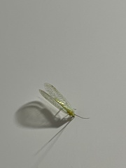 Chrysoperla