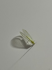 Chrysoperla