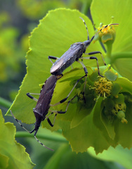 Dicranocephalus albipes