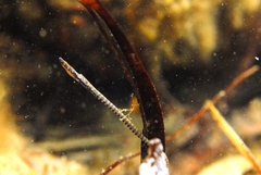 Stigmatopora narinosa