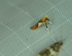Caloptilia packardella