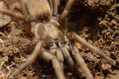 Araneae