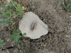 Cicadatra platyptera