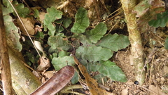 Tectaria zeilanica