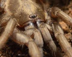 Araneae