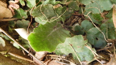 Tectaria zeilanica