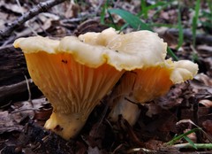 Cantharellus pallens