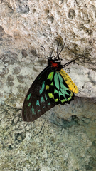 Ornithoptera