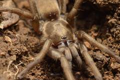 Ischnocolus valentinus