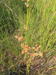 Cladium mariscoides