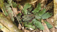 Tectaria zeilanica