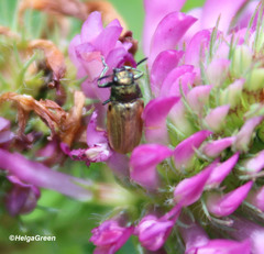Labidostomis longimana
