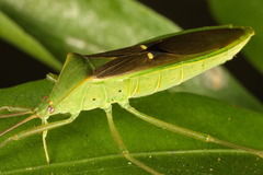 Homoeocerus bipunctatus