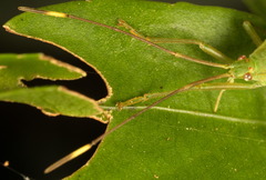 Homoeocerus bipunctatus