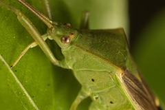 Homoeocerus bipunctatus