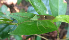 Homoeocerus bipunctatus