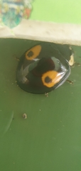 Harmonia axyridis