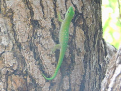 Phelsuma kochi