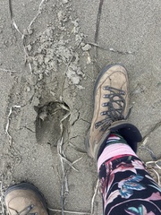 Cervus canadensis nannodes