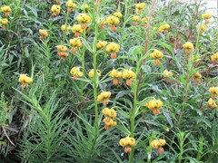 Lilium pyrenaicum