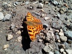 Polygonia c-album