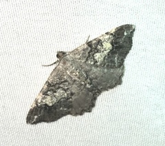 Macaria granitata