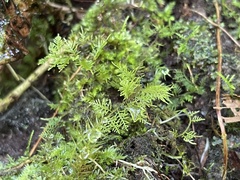 Thuidium urceolatum