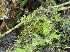 Thuidium urceolatum