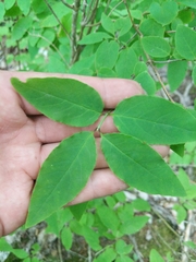 Lonicera canadensis