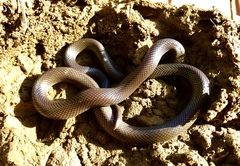 Atractaspis bibronii