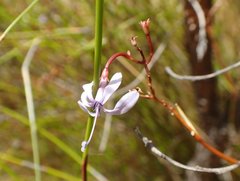 Prismatocarpus diffusus
