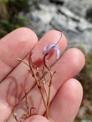 Prismatocarpus diffusus