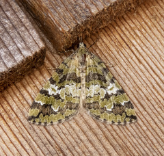 Hydriomena speciosata