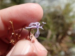 Prismatocarpus diffusus